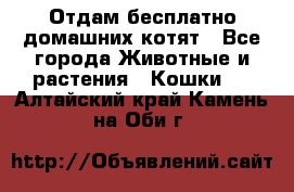 Отдам бесплатно домашних котят - Все города Животные и растения » Кошки   . Алтайский край,Камень-на-Оби г.